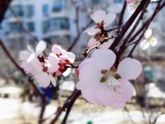 -桃花堤公园