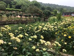 -龙寺生态园