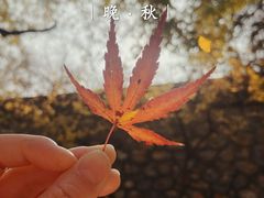 -香山公园