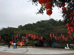 -野狸岛