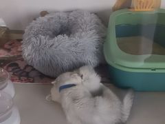 -糯米喵星人总部直营旗舰店·猫舍·幼猫出售