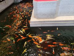 -龙悦湾酒家·八阵鱼生·渔人码头店