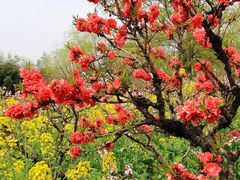 -南汇桃花村