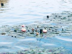 -水上明月·湖景餐厅