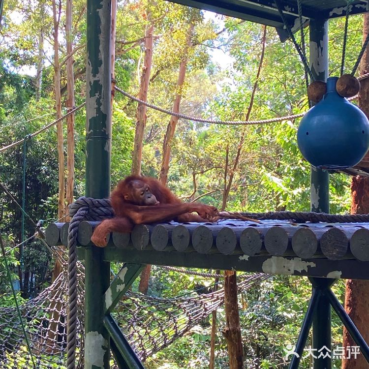 🦒长隆野生动物园游玩攻略｜拒绝踩坑❌注意事项大总结