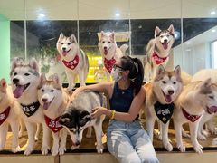 -Husky Go! 哈士奇体验馆·宠物咖啡厅狗咖