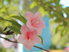 -铁山坪森林公园