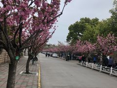 -嘉定紫藤园