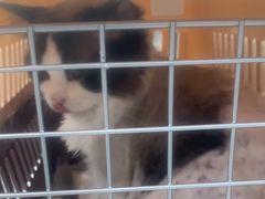 -纳吉亚猫专科动物诊疗中心(蒋宅口分院)