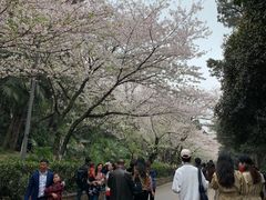 -武汉大学-樱园
