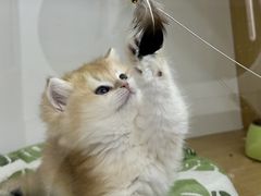 -青奢宠物·青奢猫舍