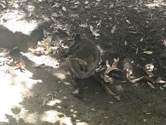 -可伦宾野生动物保护区
