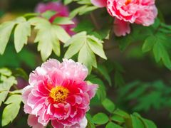 -国家植物园南园