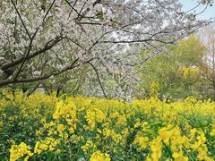 -苏州上方山国家森林公园