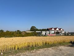 -上海都市菜园