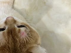 -芭比堂动物医院·犬猫全科·异宠专科(雁塔分院)