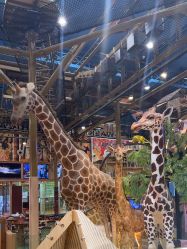 -卡通尼·Safari非洲探索乐园·生日会(金桥国际商业广场店)