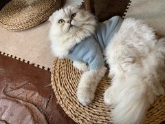 -猫猫幼稚园·撸猫·桌游·电玩