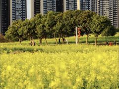 -光明小镇欢乐田园