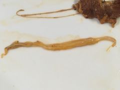 -新伊邑牛扒披萨西餐厅