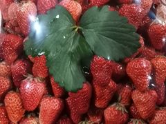 -菜园坝水果市场