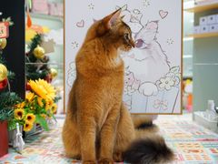 -babydoll猫舍·米努特·德文·缅因(久光中心店)
