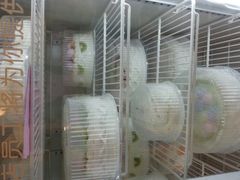 android_upload_pic-红宝石·鲜奶小方(昌里店)