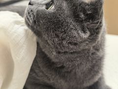 -瑞派康怡24h宠物医院·犬猫医疗中心·微创绝育(瑞景分院)