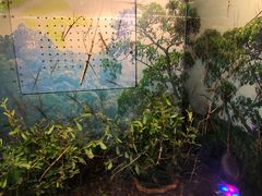 -上海大自然野生昆虫馆(东方明珠·爬宠昆虫探索中心)
