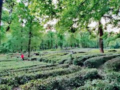 -野蔓果·山野菜(西湖景区·龙井茶田店)