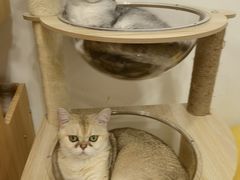 -有喵·猫咖·狗咖·30几只猫10只小狗(岗厦店)