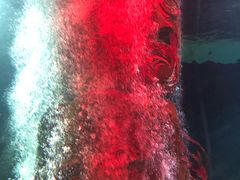 -凯莉-塔尔敦海洋生物水族馆