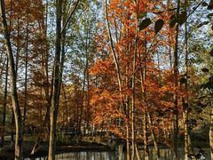 -桤木河湿地公园