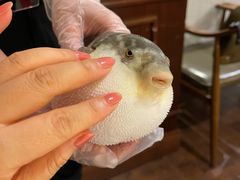 -肆月河豚·新淮扬(金融街店)