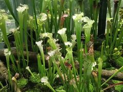 -国家植物园南园