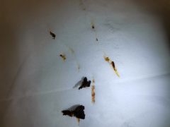 -耳音采耳文化体验馆