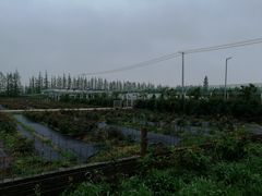 -上海长兴岛郊野公园