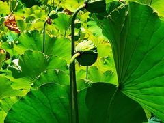 -莲花池公园