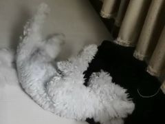 -波姐宠物家庭寄养