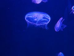 -厦门海底世界