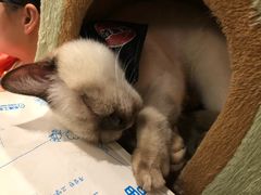 -猫小院猫主题咖啡厅(北锣店)