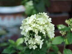 -屯屯面(海尔路店)