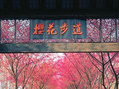 -合肥滨湖国家森林公园