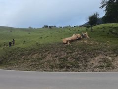 -新疆那拉提国家旅游度假区