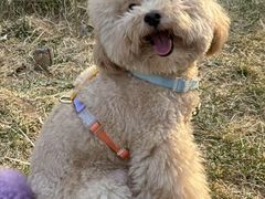 -心仪动物医院·牙专科·肿瘤·心脏科(西客站院)