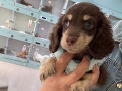 -萌宠之家·腊肠犬·马尔泰·小体犬舍