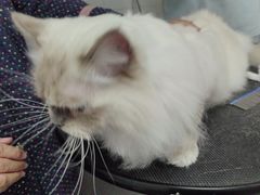 -艾贝尔宠物医院 ·中兽医·宠保定点(北门桥店)