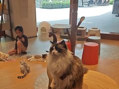 -米乐乖乖猫咪咖啡馆·猫咖(深圳湾后海汇店)