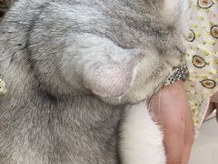 -纳吉亚猫专科动物医院博雅分院