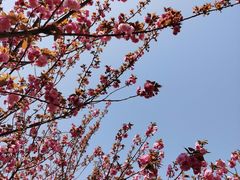 -高东镇樱花园